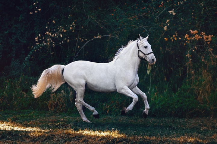 Working with horses