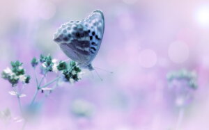 Lesson 15 - My thoughts are images that I have made