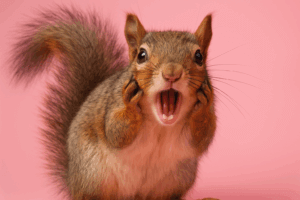 How to Manifest Money Fast Without Feeling Like a Stressed-Out Squirrel